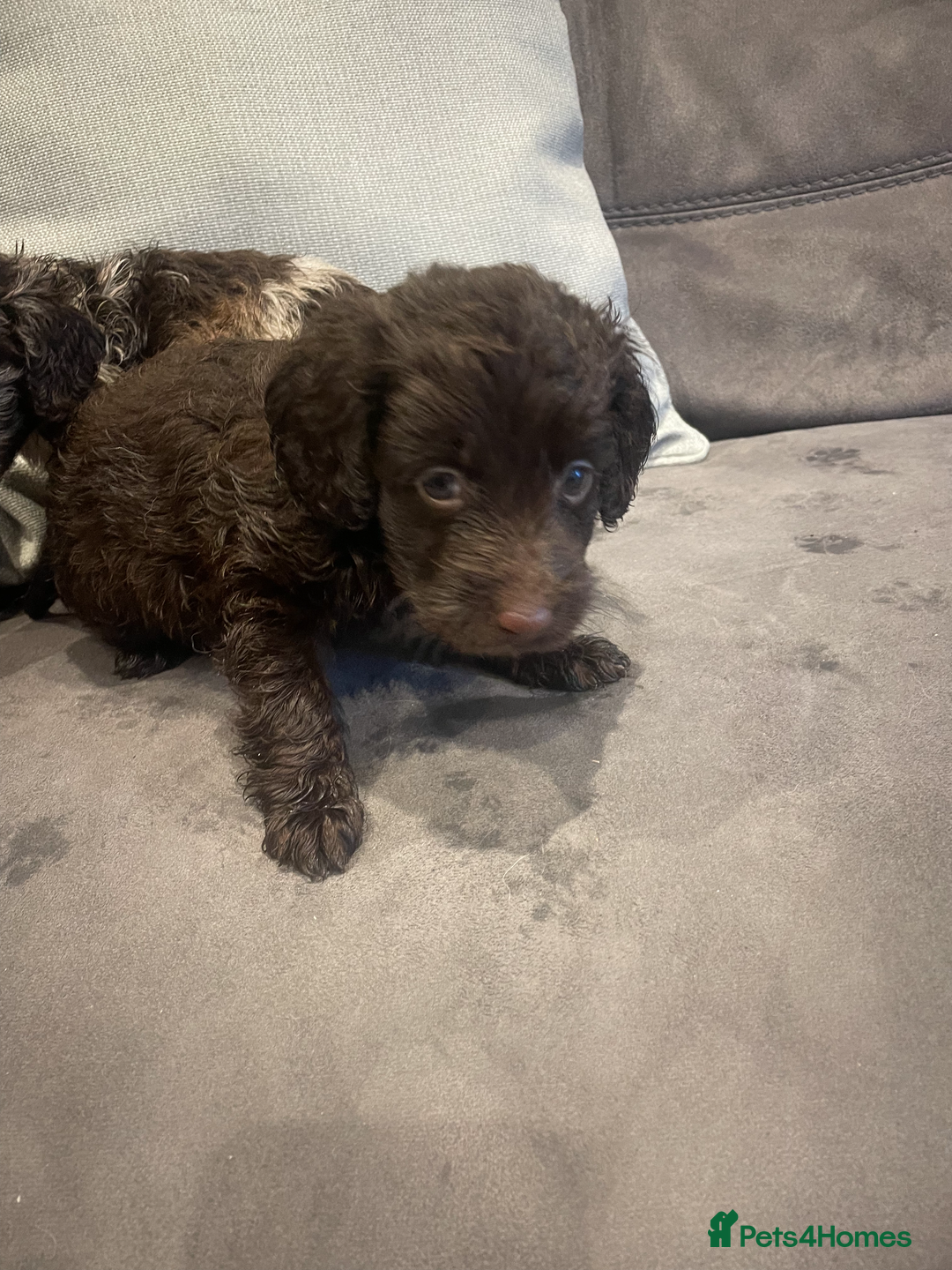 Cockapoo dogs for sale: Adorable cockapoo puppies - Advert 7