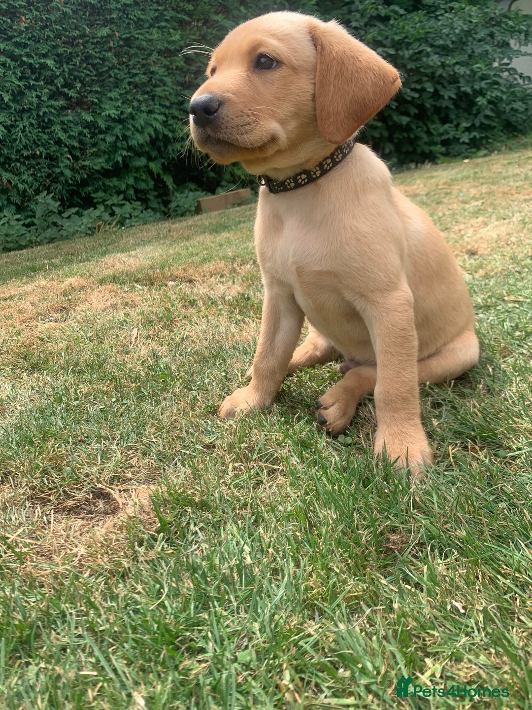 Labrador Retriever dogs for sale: KC Labrador puppies Ready now 🐾Fully vaccinated  in Skegness - Image 27