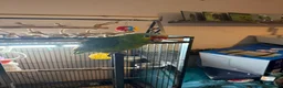 Parrots birds for sale: Red lored Amazon parrot  - Advert 5