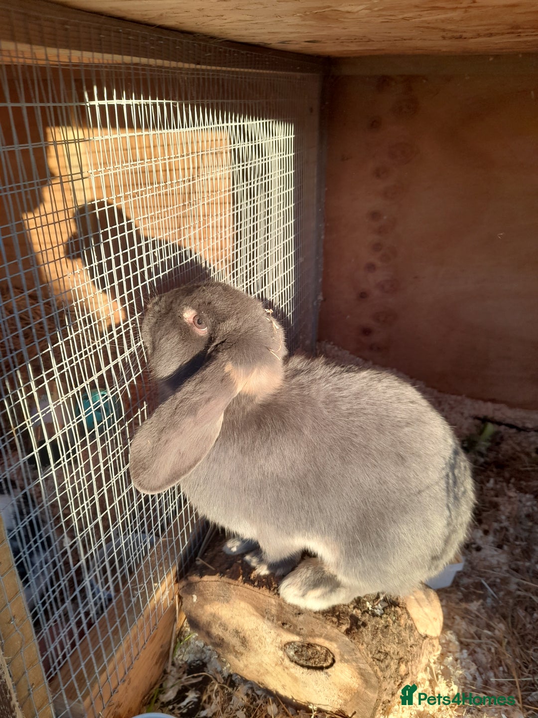 French Lop rabbits for sale: Beautiful  French Lops  (BRC) - Advert 11