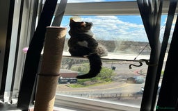 American Shorthair cats for sale: Mizoo - FREE - Image 3