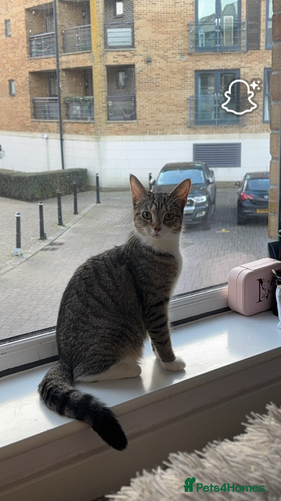 Domestic Shorthair cats for sale: Tabby cat looking forever home - Image 5
