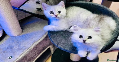 British Longhair cats - Advert 6