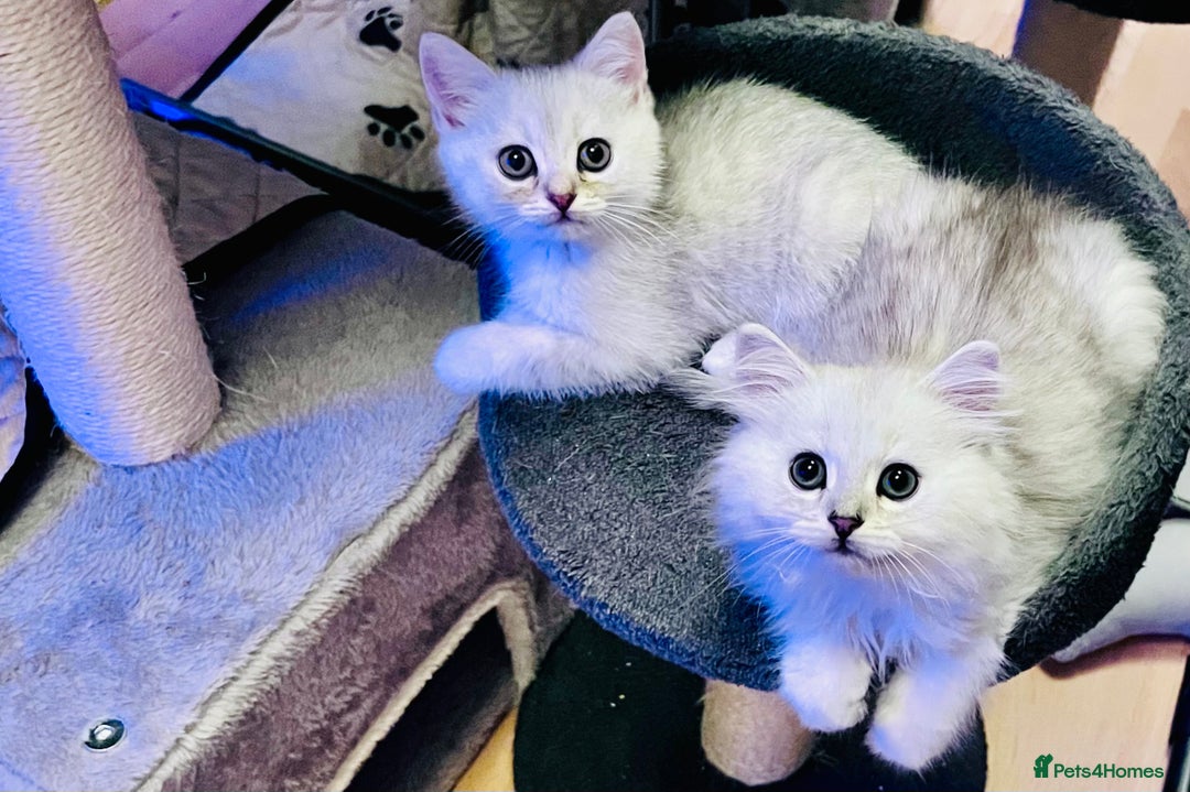 British Longhair cats for sale: READY NOW ‼️🏆British Longhair Boy.GCCF  - Image 10