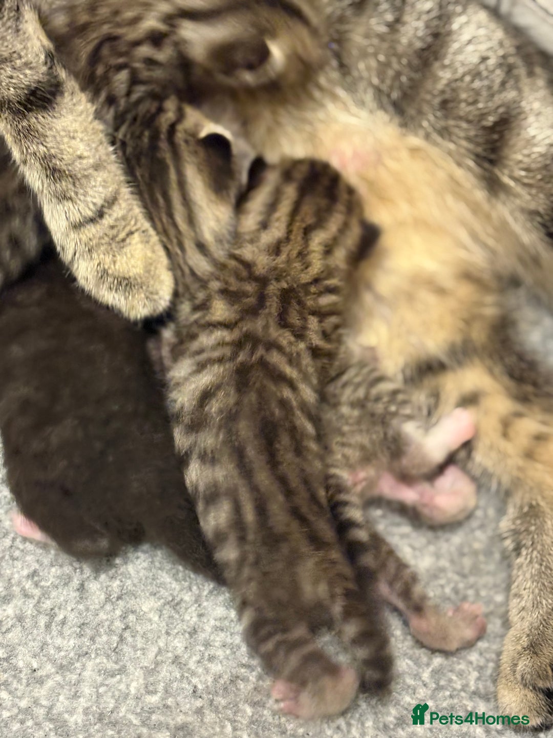 Mixed Breed cats for sale: 2 Tabby & 1 Black Female, 1 Black/White Male - Image 20