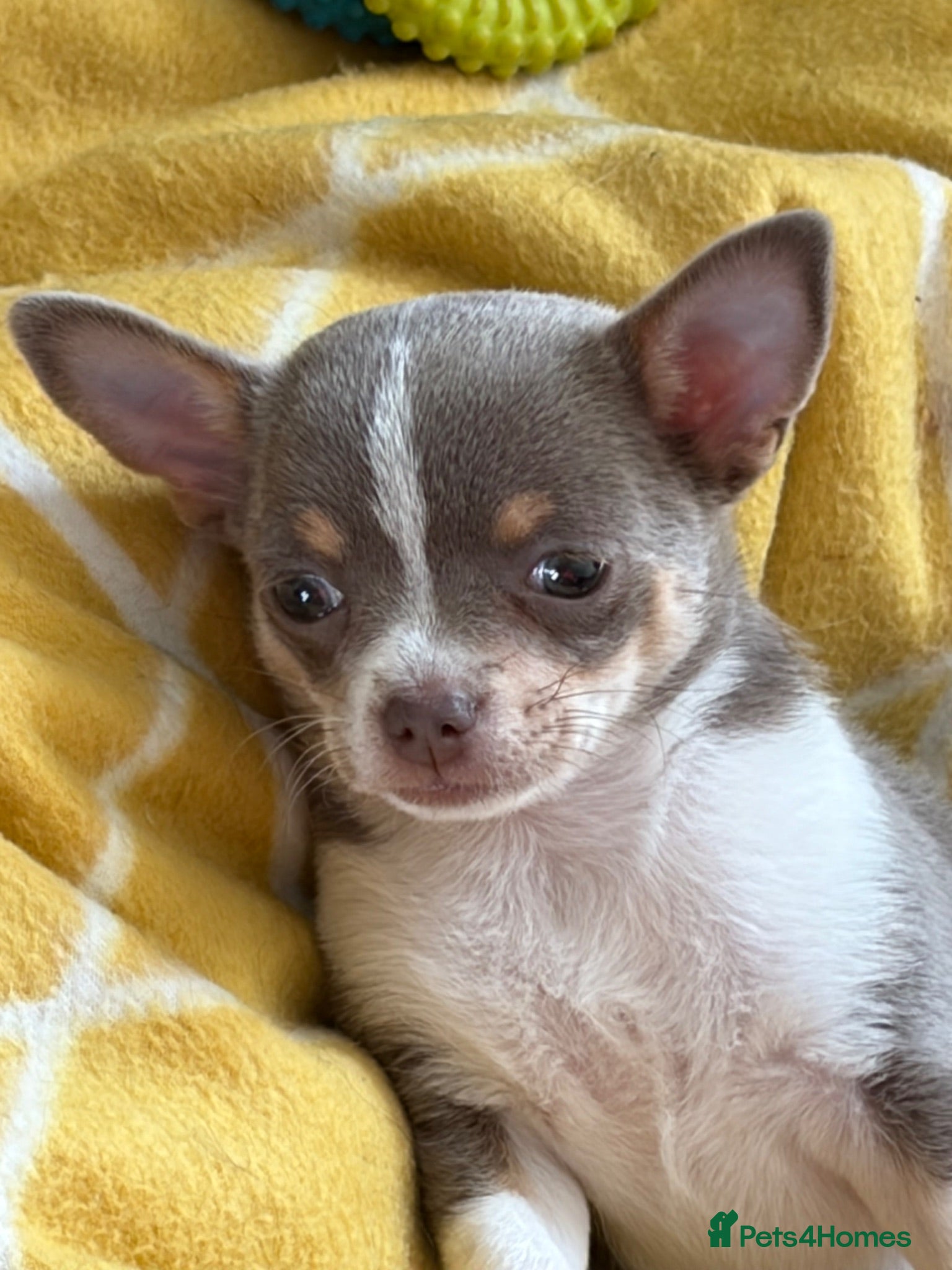 Chihuahua dogs Lilac girl  - Advert 6