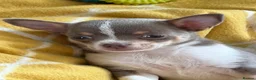 Chihuahua dogs for sale: Lilac girl  - Advert 3