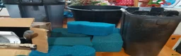 Turtle reptiles for sale: Large tank x 3 adult turtles - Advert 4