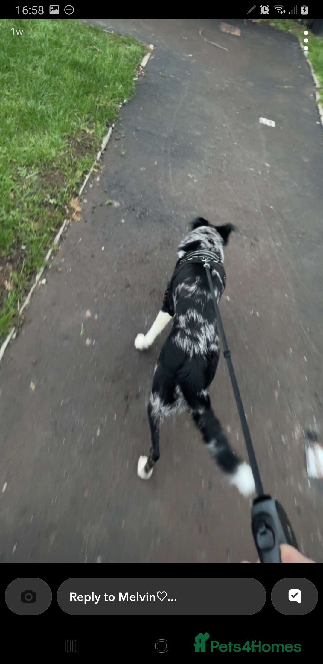 Mixed Breed dogs Reggie - Advert 1