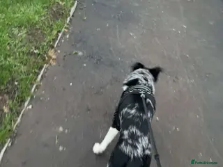 Mixed Breed dogs Reggie - Advert 8