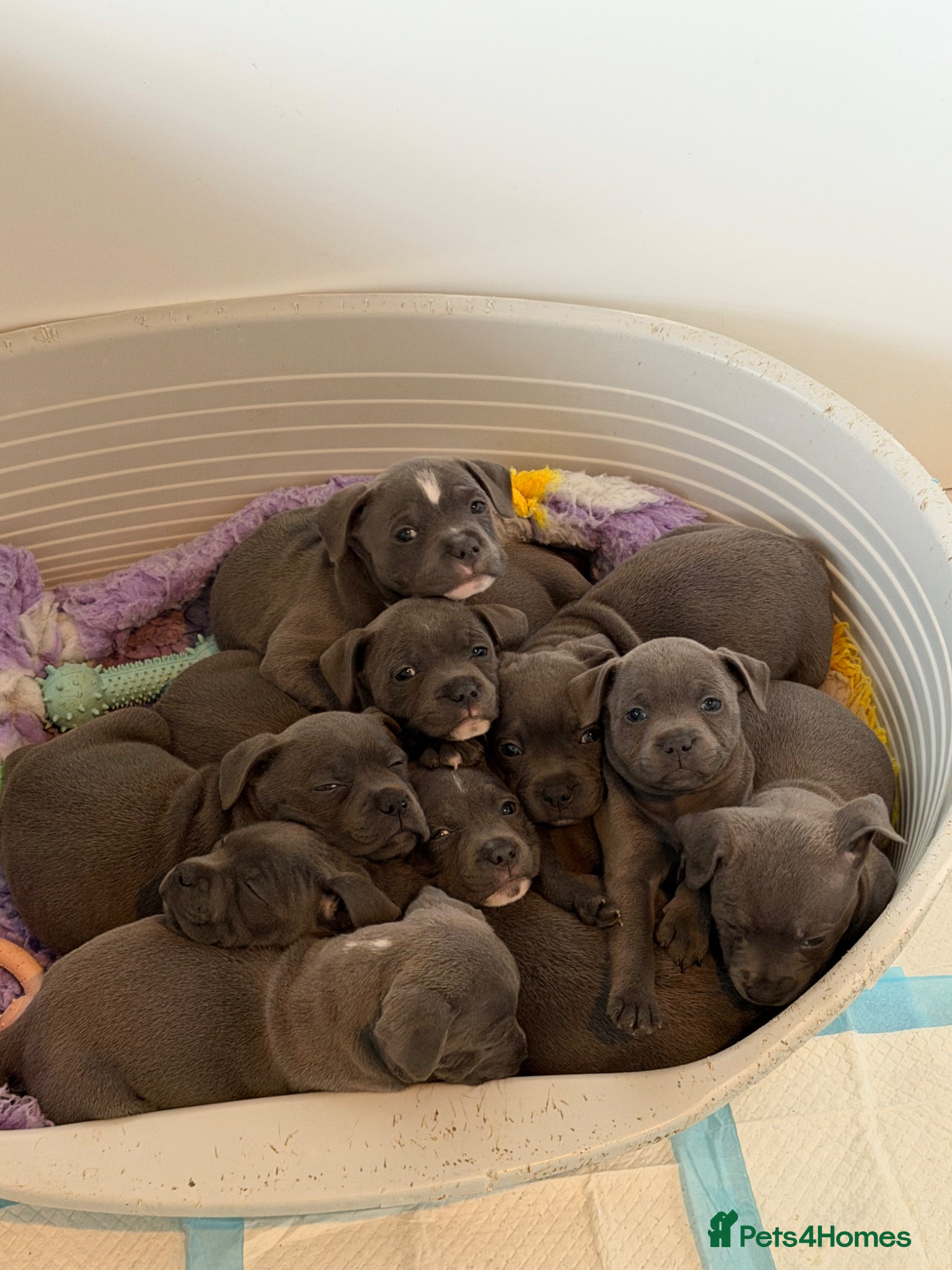 Staffordshire Bull Terrier dogs ✨READY TO LEAVE!!! ONLY 4 GIRLS LEFT✨ - Advert 2