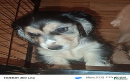 Cocker Spaniel dogs for sale: Cocker Spaniel puppies  - Image 10