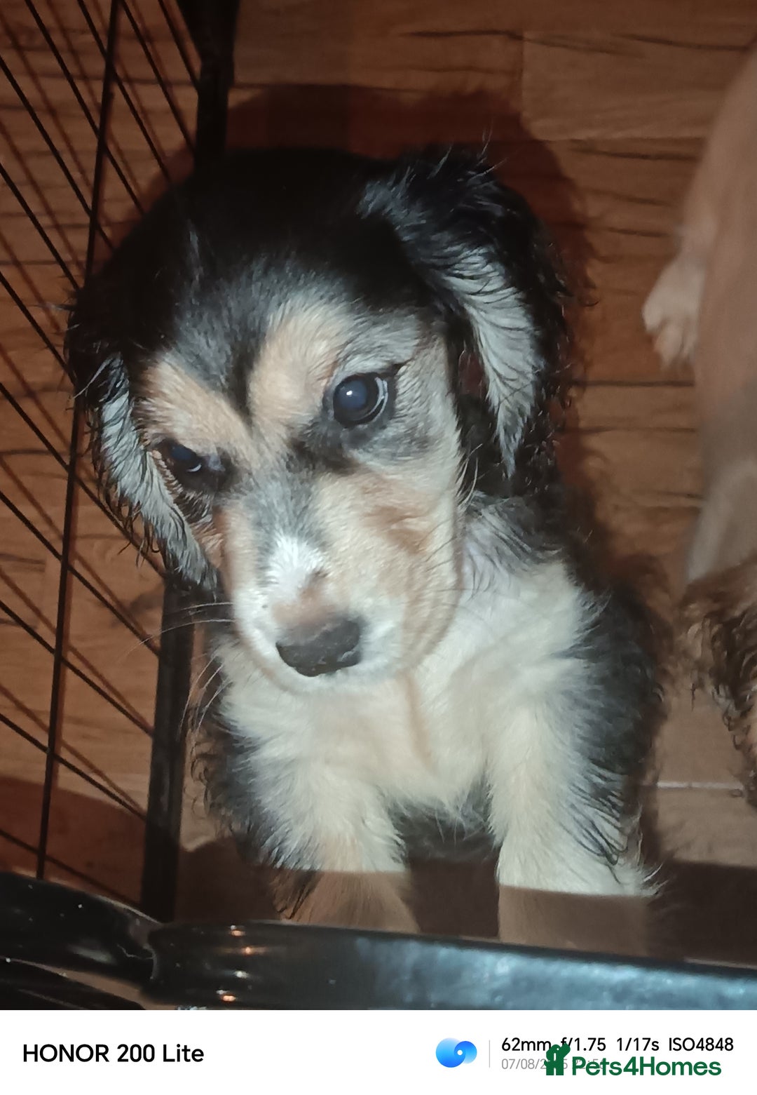 Cocker Spaniel dogs for sale: Cocker Spaniel puppies  - Image 10