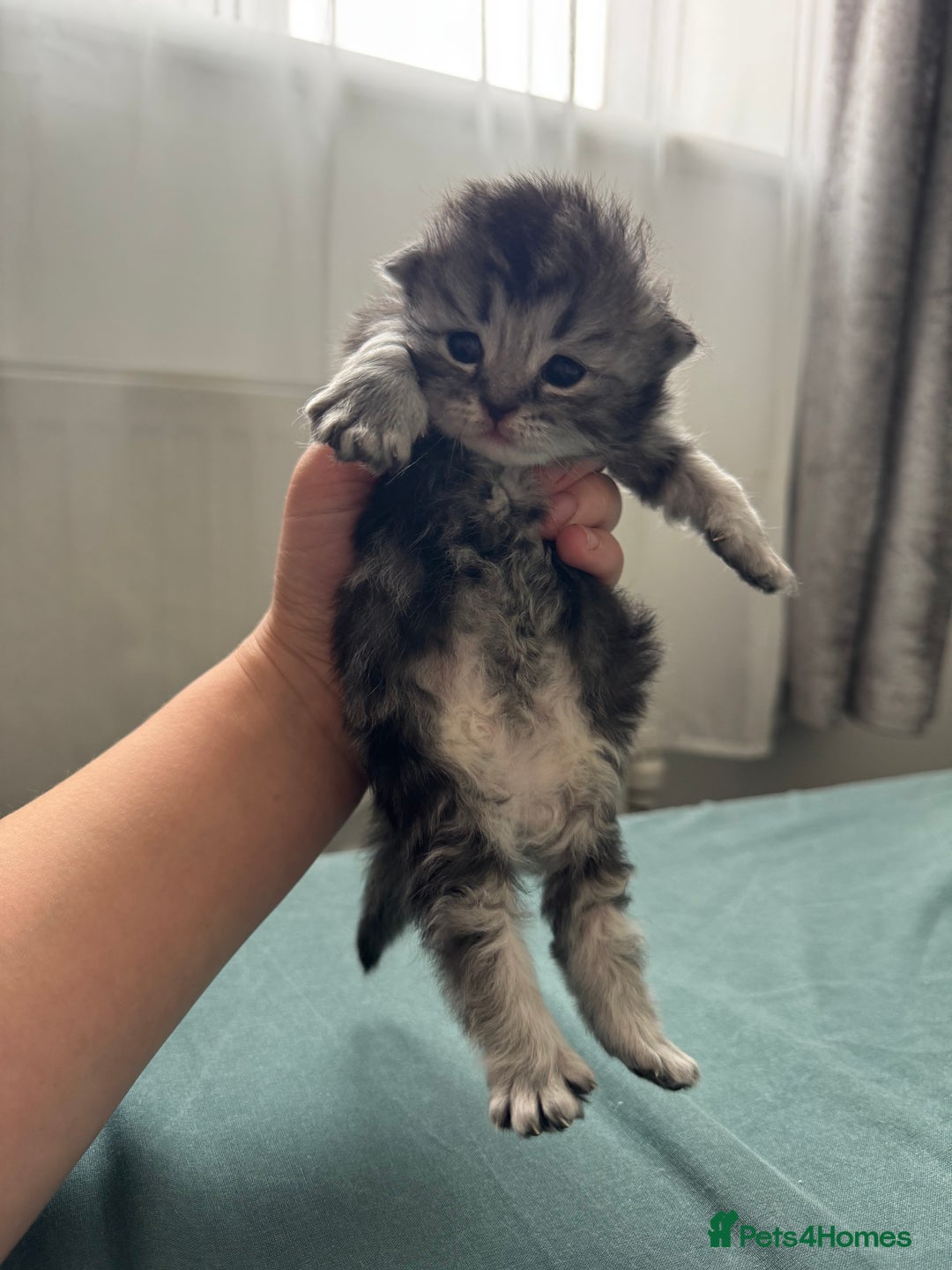 Persian cats for sale: Pure persian kittens - Advert 10