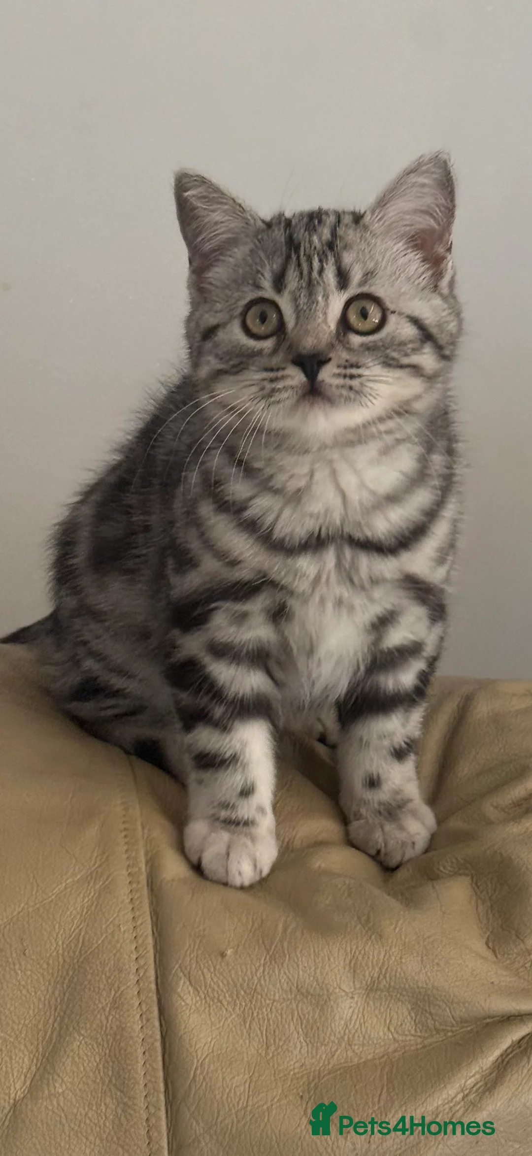 British Shorthair cats for sale: Top quality stunning British shorthair silvers - Advert 12