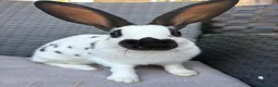 English Spot rabbits for sale: English spot cross brothers - Advert 2