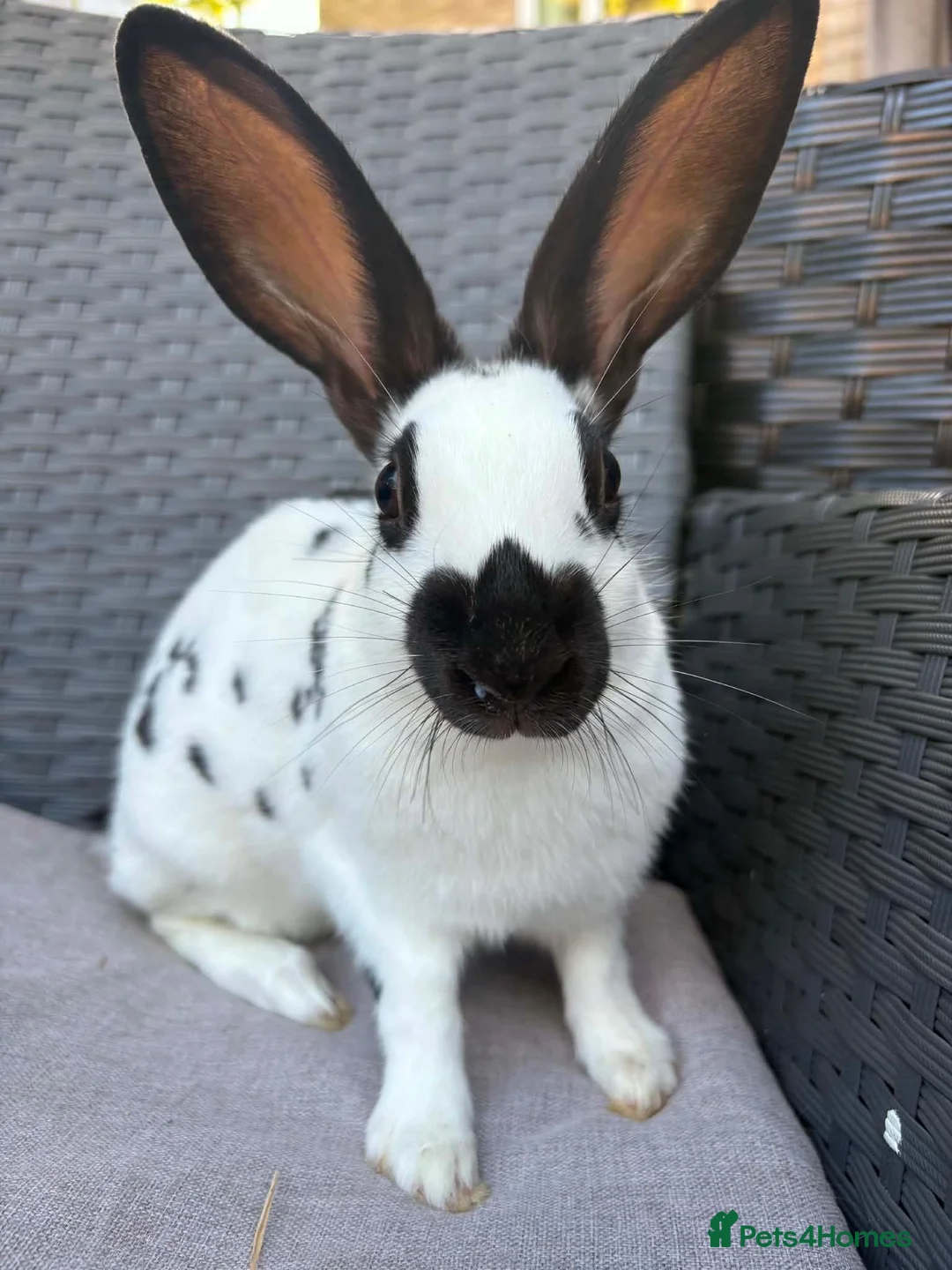 English Spot rabbits for sale: English spot cross brothers - Advert 2