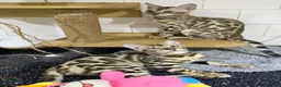 Bengal cats for sale: 🔥✨Pedigree TICA-Registered Bengals - Advert 25
