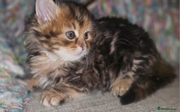 Persian cats for sale: Persian Kittens ready now - Image 7