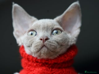 Devon Rex cats Ravel 💜male Devon Rex - Advert 14