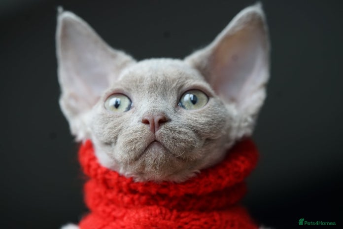 Devon Rex cats Ravel 💜male Devon Rex - Advert 14