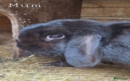 English Lop rabbits for sale: 6 adorable bunnies £60 each ready for a fun home  - Image 4