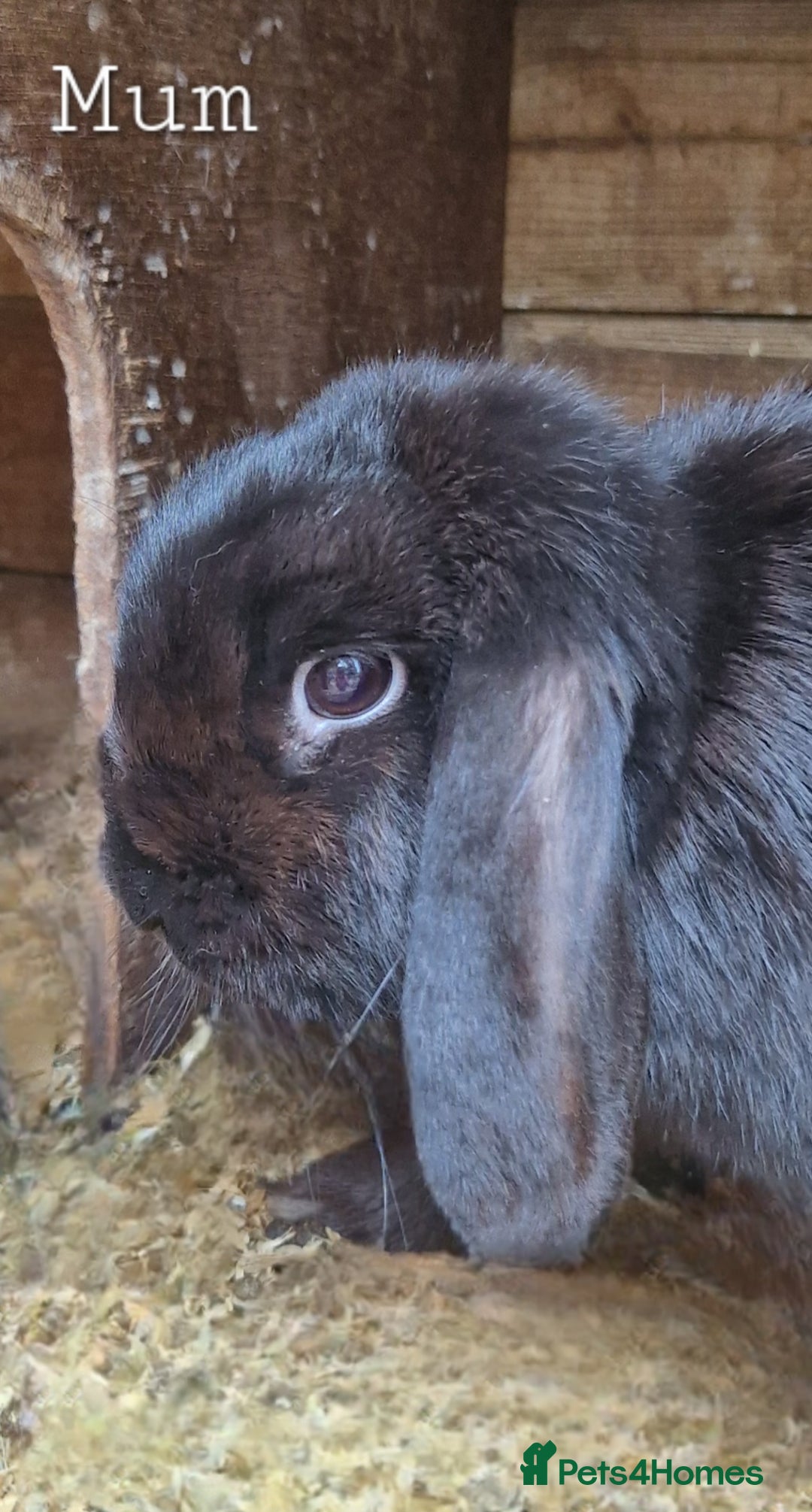 English Lop rabbits for sale: 6 adorable bunnies £60 each ready for a fun home  - Image 4