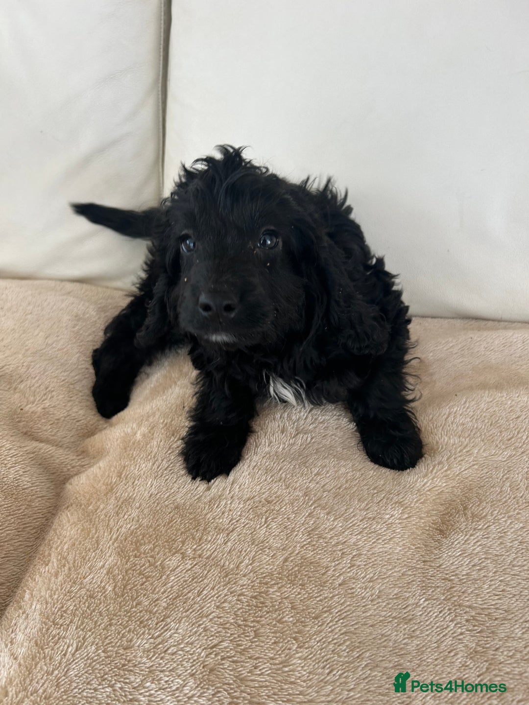 Cockapoo dogs for sale: Adorable cockapoo puppies for sale  - Image 4