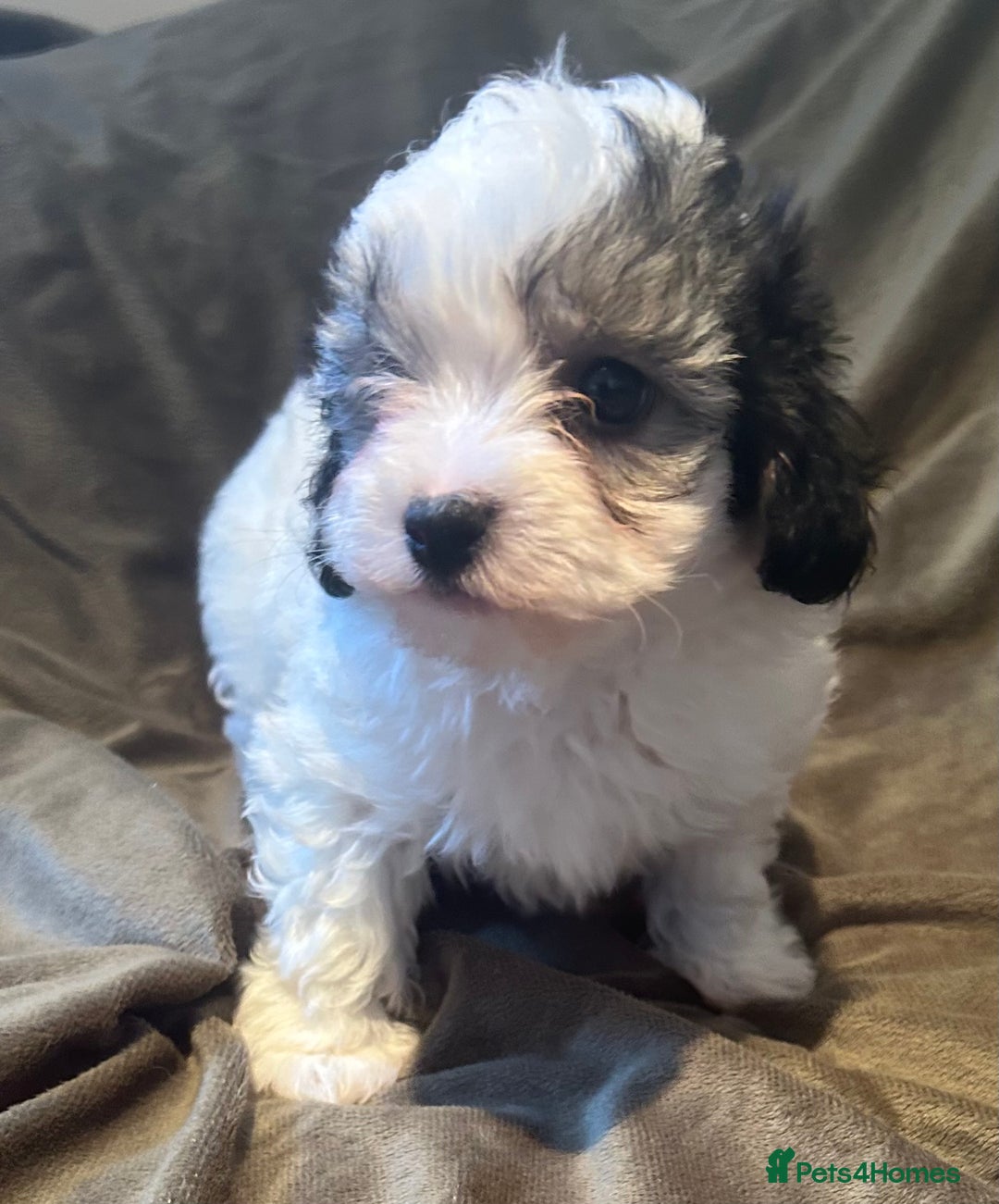 Maltipoo dogs for sale: Maltipoo puppies - Advert 3