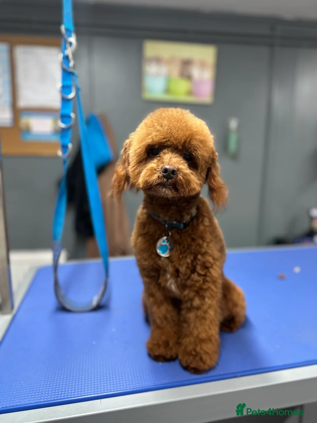 Miniature Poodle dogs for stud: Miniature poodle Kc reg pra clear tiny boy  in Ipswich - Advert 5