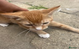 Bengal cats for sale: Cat no longer wanted  - Image 4