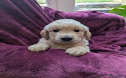 Golden Retriever dogs for sale: Stunning pure-breed Golden Retriever puppies - Image 4