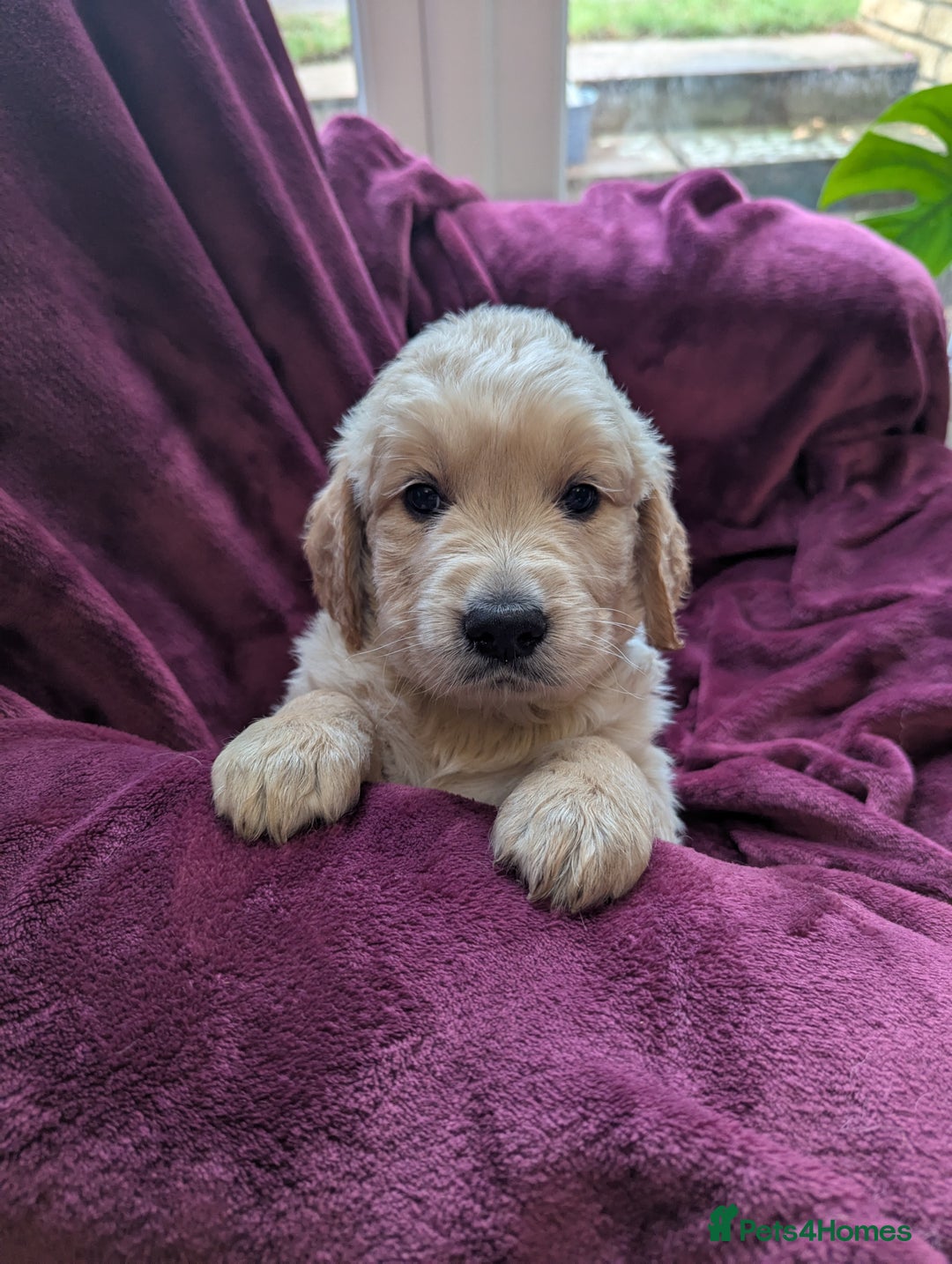 Golden Retriever dogs for sale: Stunning pure-breed Golden Retriever puppies - Image 4