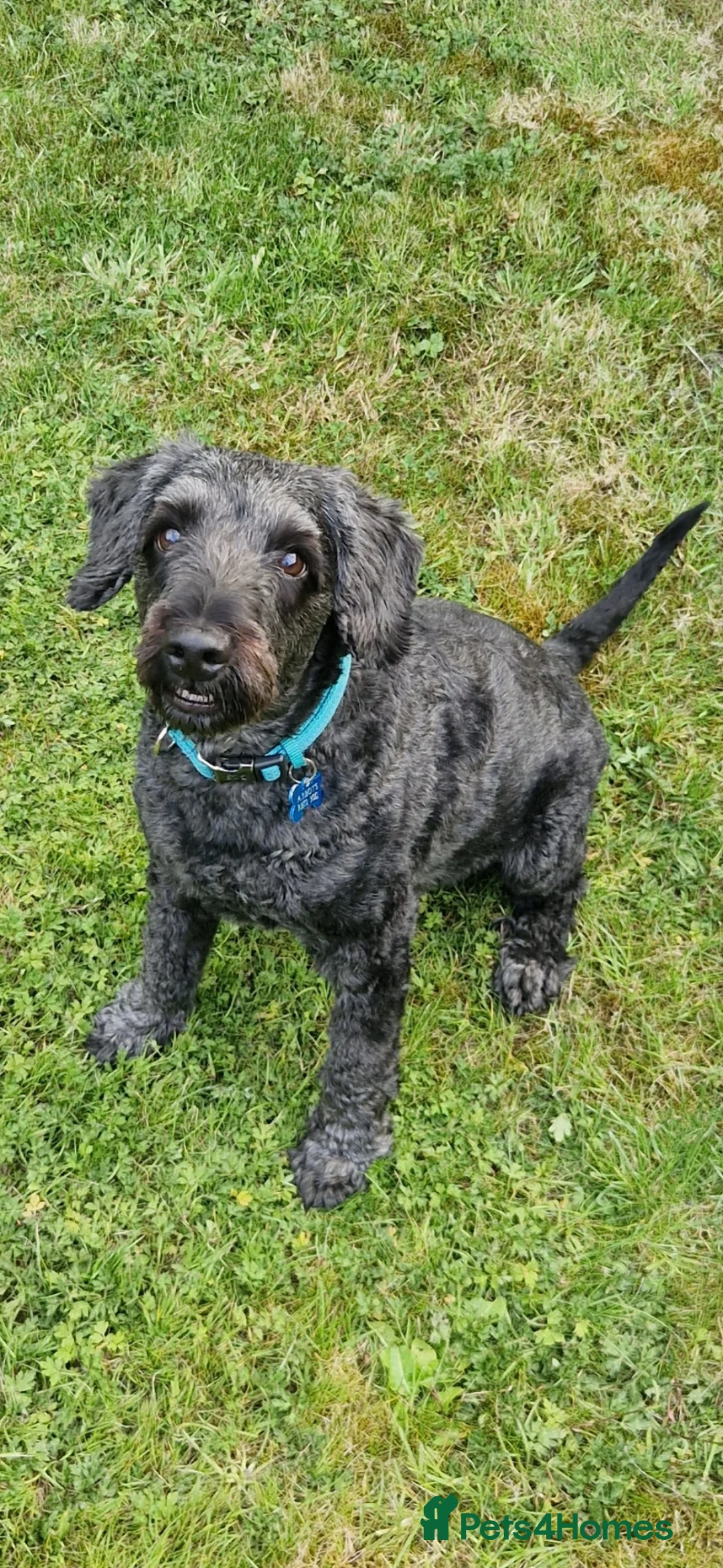 Cockapoo dogs for sale: Cockapoo - 6 years old  - Advert 1