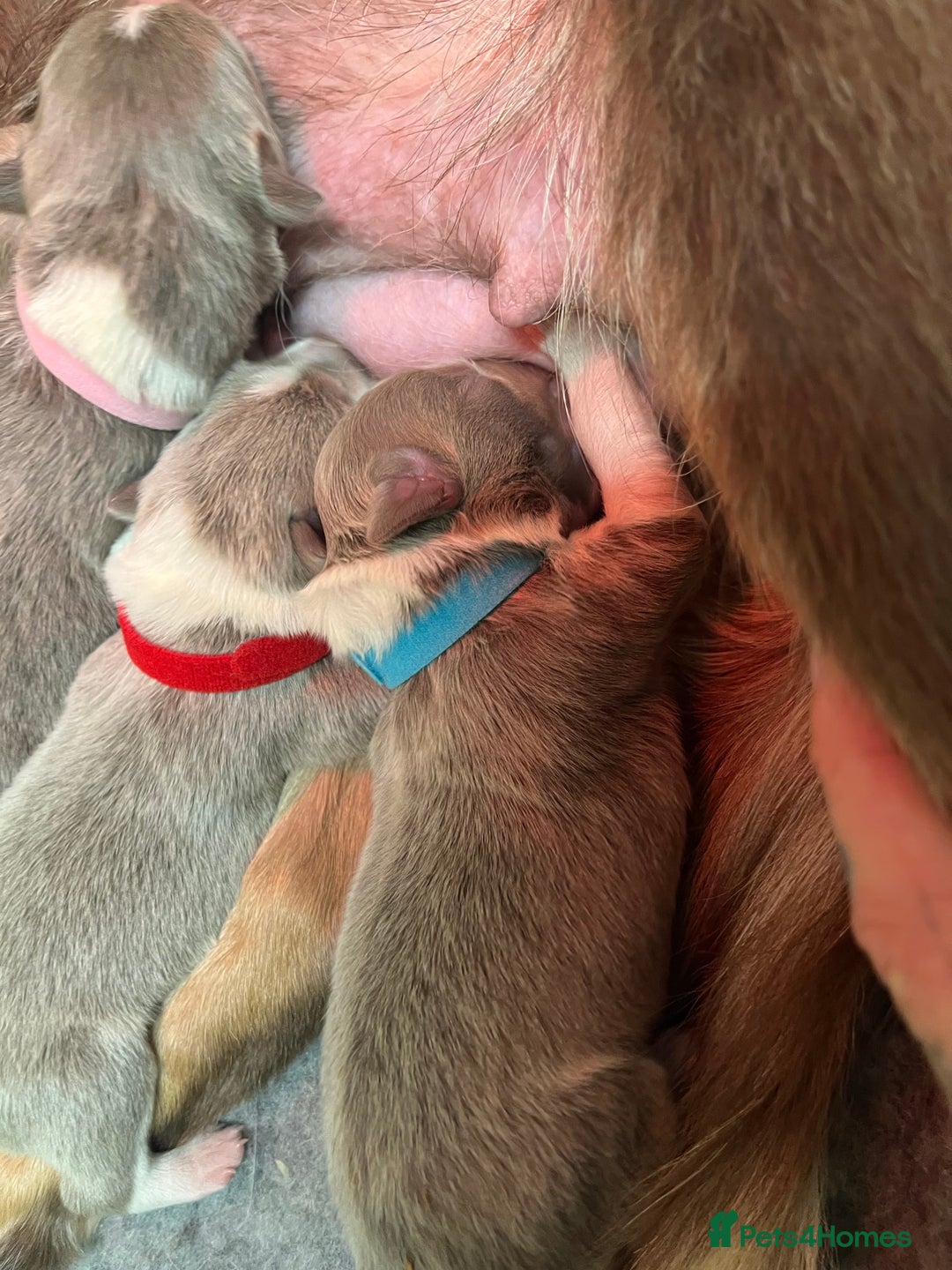 Border Collie dogs for sale: Fully health tested lilac and white kcreg puppies  - Image 17