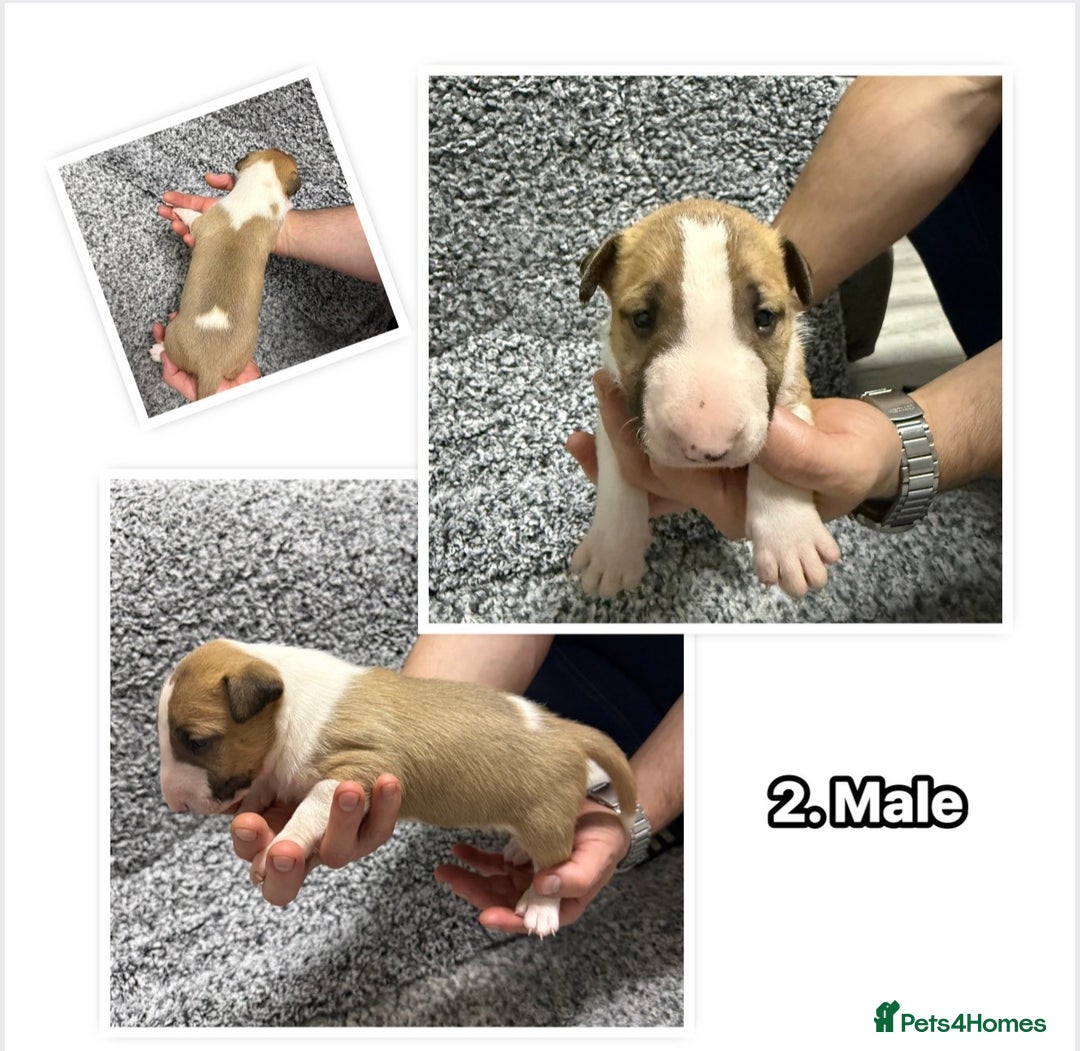 English Bull Terrier dogs for sale: KS-registered English Bull Terrier Puppies  - Advert 3