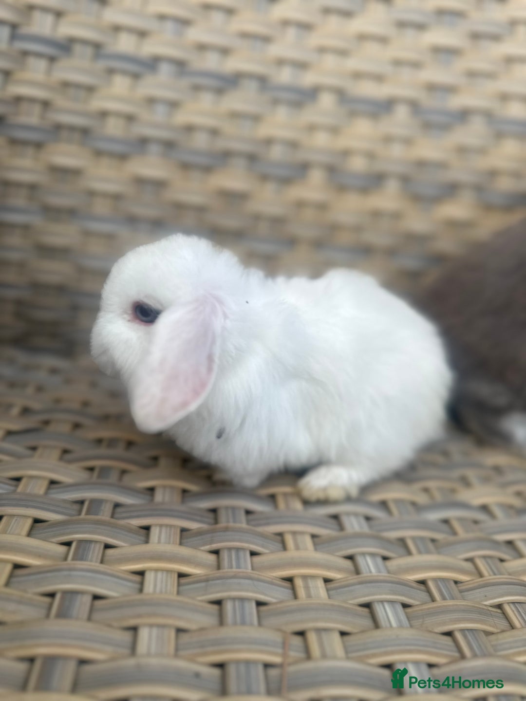 Mini Lop rabbits for sale: 2 Pretty female mini lop sisters. - Advert 9