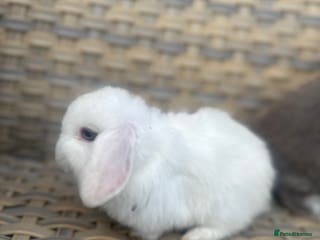 Mini Lop rabbits 1 left. Pretty female mini lop sisters. - Advert 8