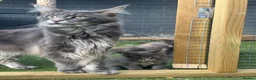 Maine Coon cats for sale: Stunning GCCF Registered Maine Coon Kittens  - Advert 10