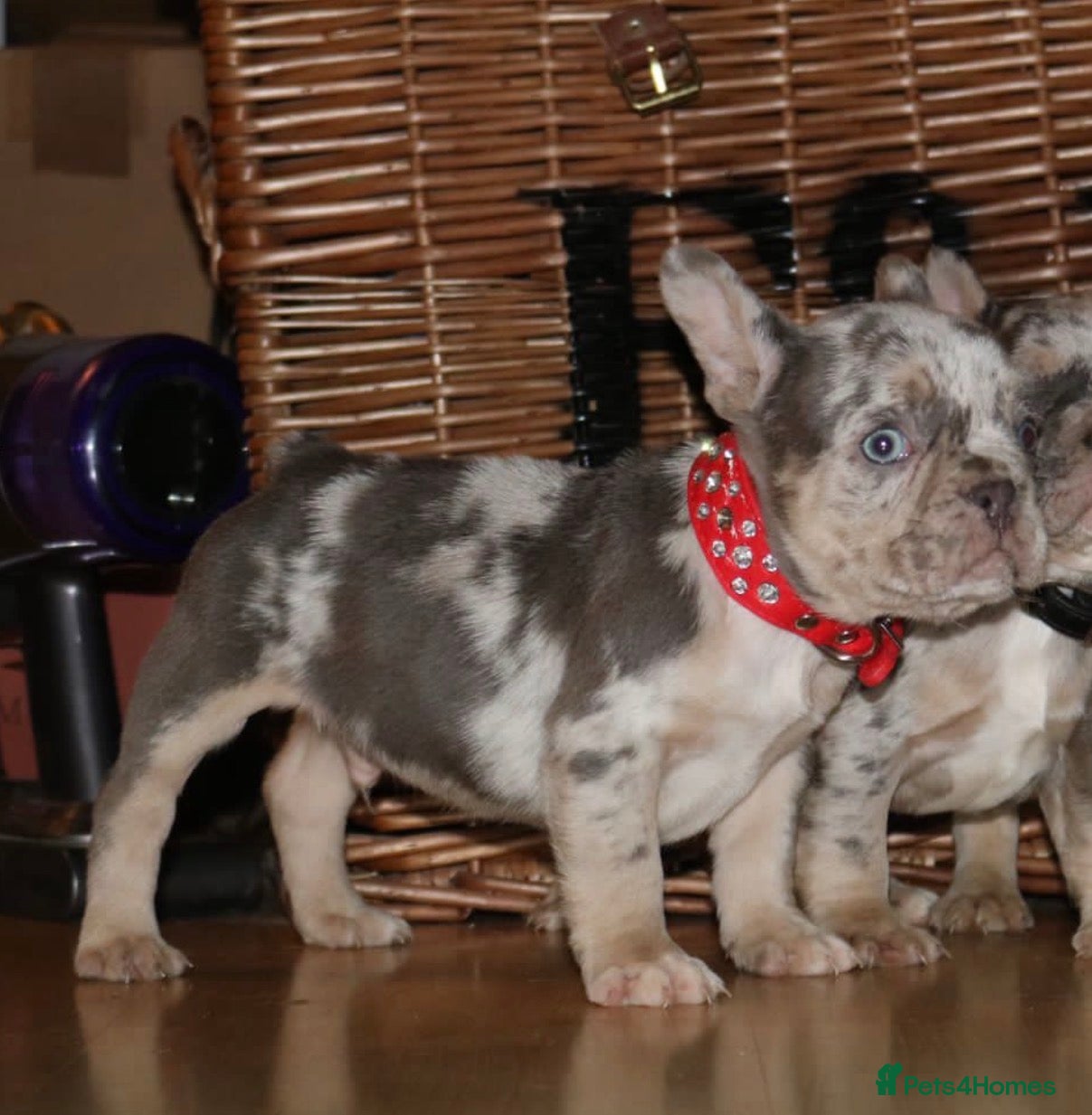 French Bulldog dogs Ready-Merle Lilac tan BOYS 💫  - Advert 6