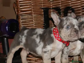 French Bulldog dogs Ready-Merle Lilac tan BOYS 💫 - Advert 6