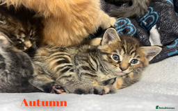 Maine Coon cats for sale: Stunning Half Maine coon kittens  - Image 2