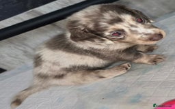 Miniature Dachshund dogs for sale: Miniature long haired dachshunds - Image 5