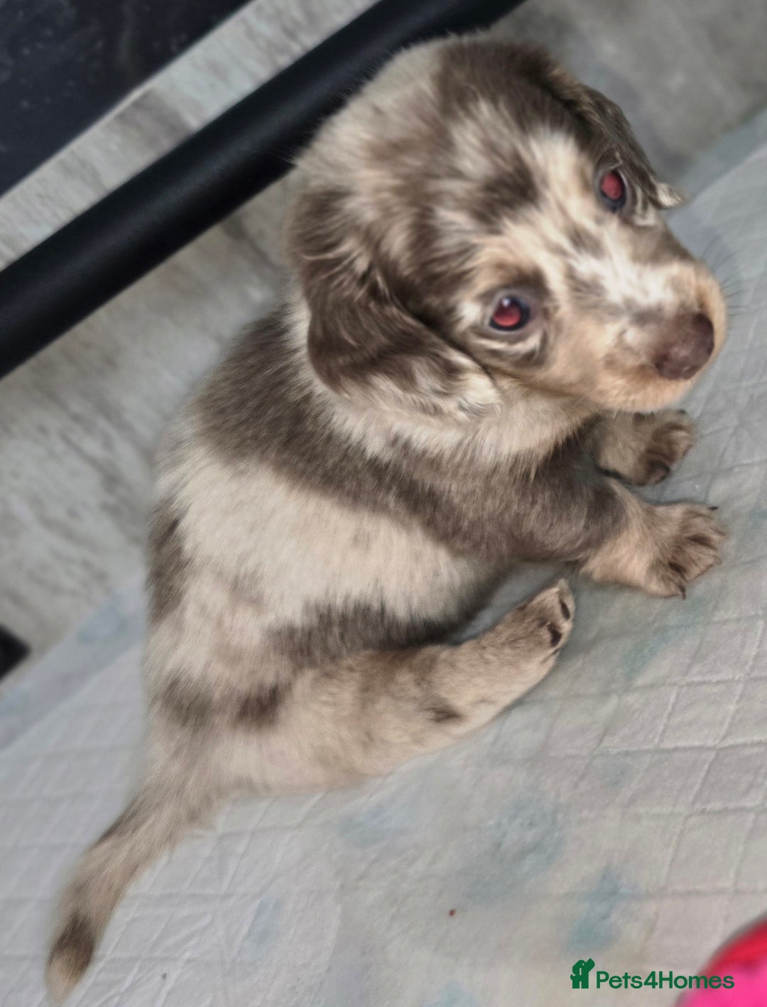 Miniature Dachshund dogs for sale: Miniature long haired dachshunds - Image 5
