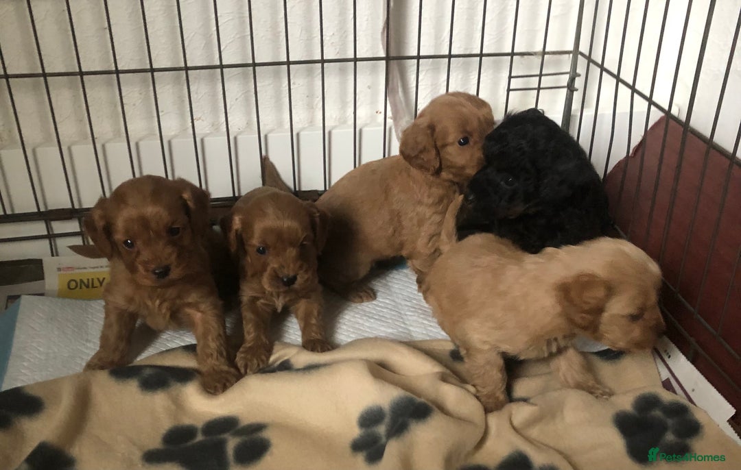 Cockapoo dogs for sale: Stunning Toy cockapoo puppies  - Image 7