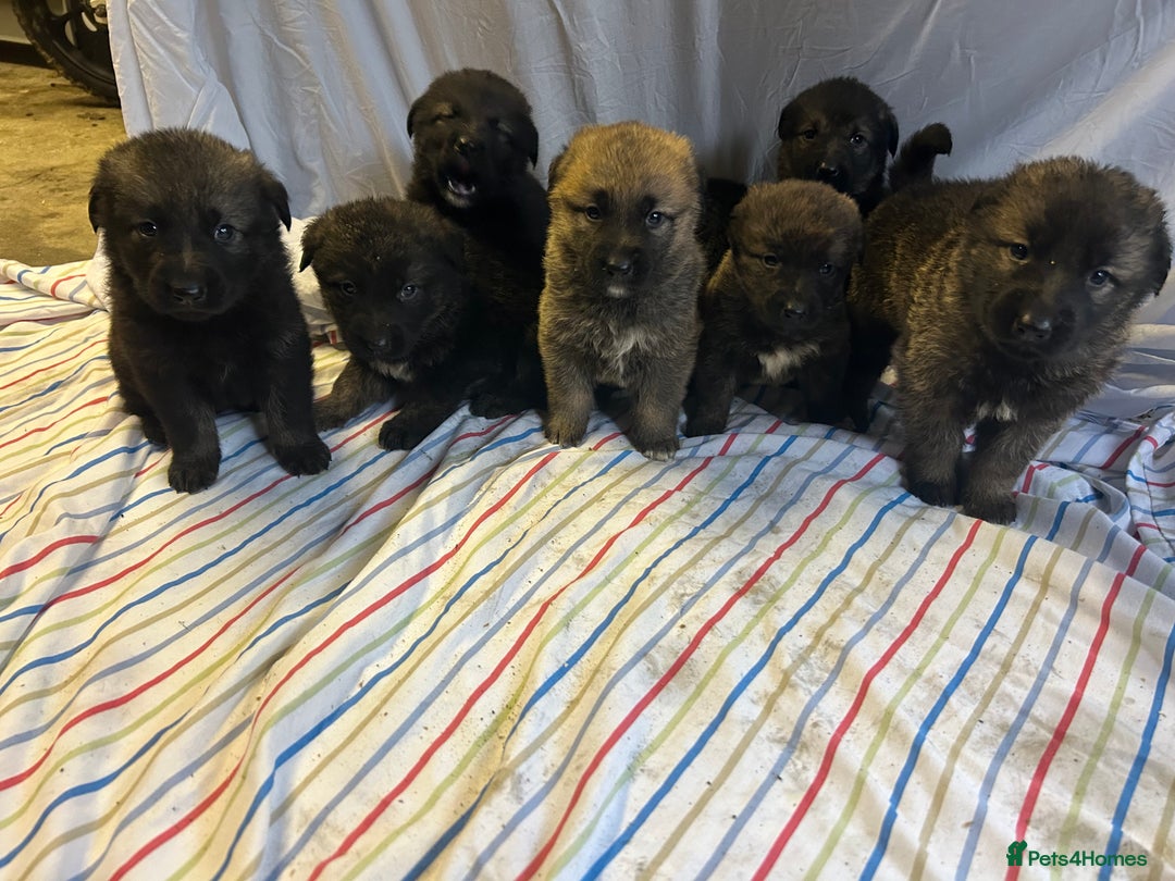 Mixed Breed dogs for sale: German shepherd cross Caucasian Shepherd kangal - Advert 2