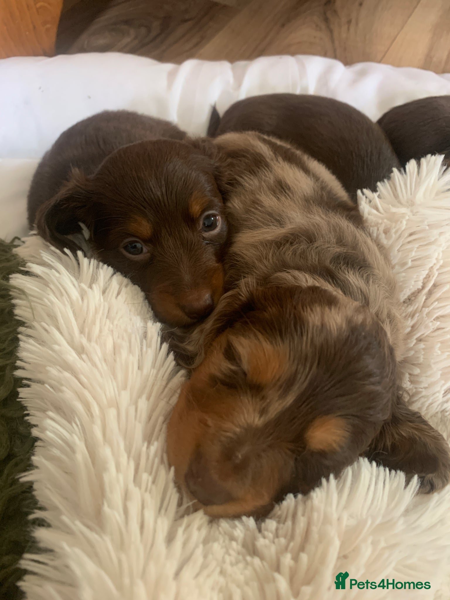 Dachshund dogs Miniature pedigree dachshund puppies  - Advert 19