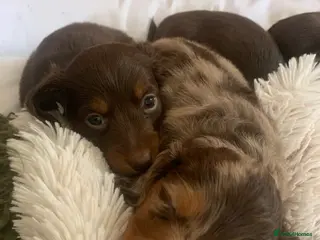 Dachshund dogs Miniature pedigree dachshund puppies - Advert 19