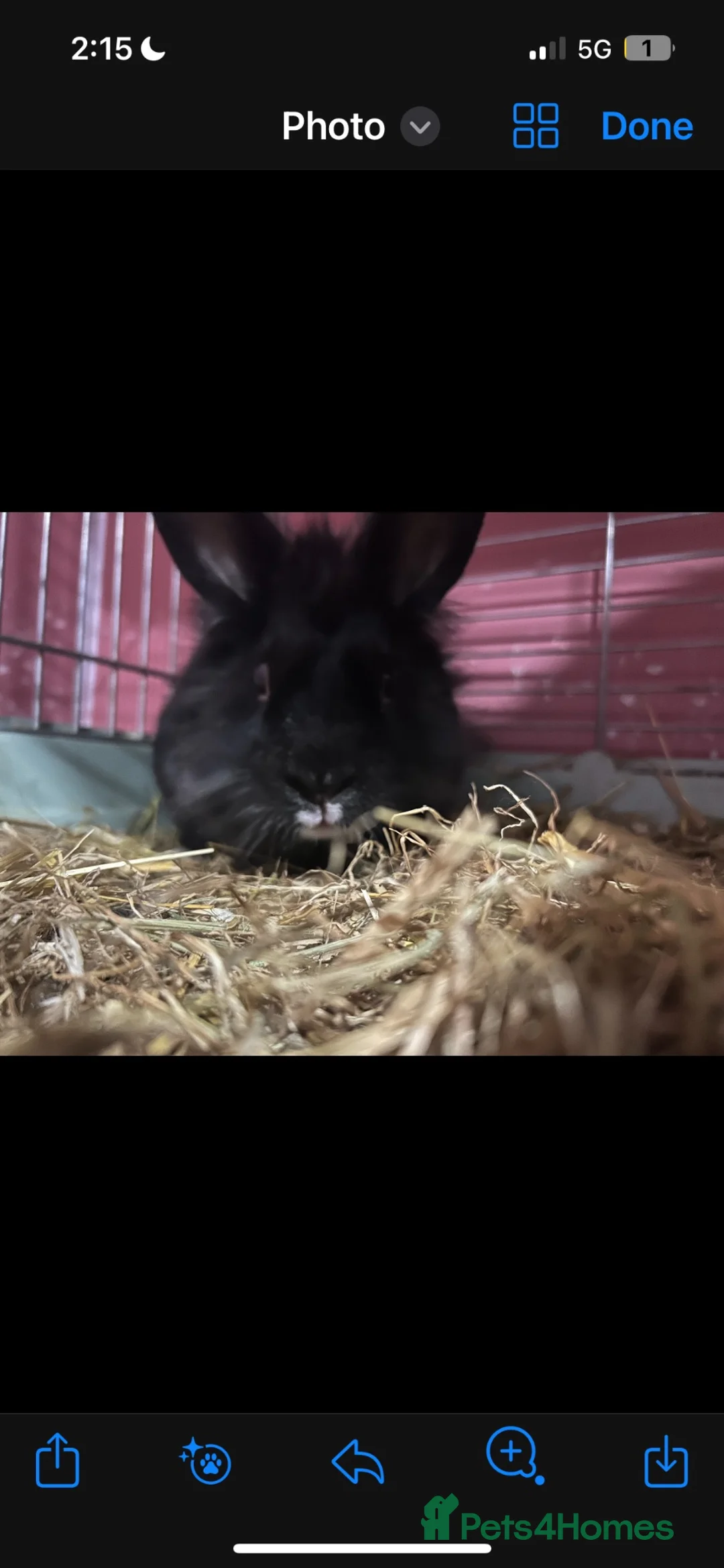 Lionhead rabbits for sale: Carlo the lion head  - Advert 3