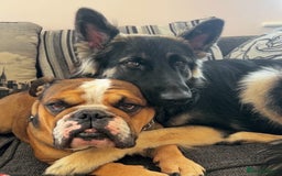 English Bulldog dogs for stud: Blungle needs to be a daddy  - Image 4